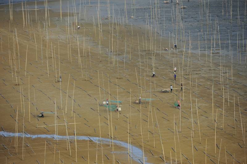 滩涂上的竹竿阵图片