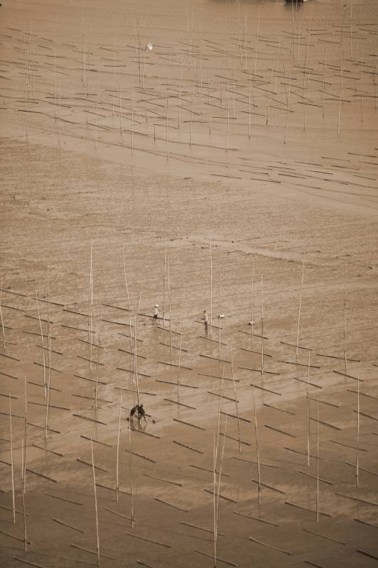 滩涂劳作图图片