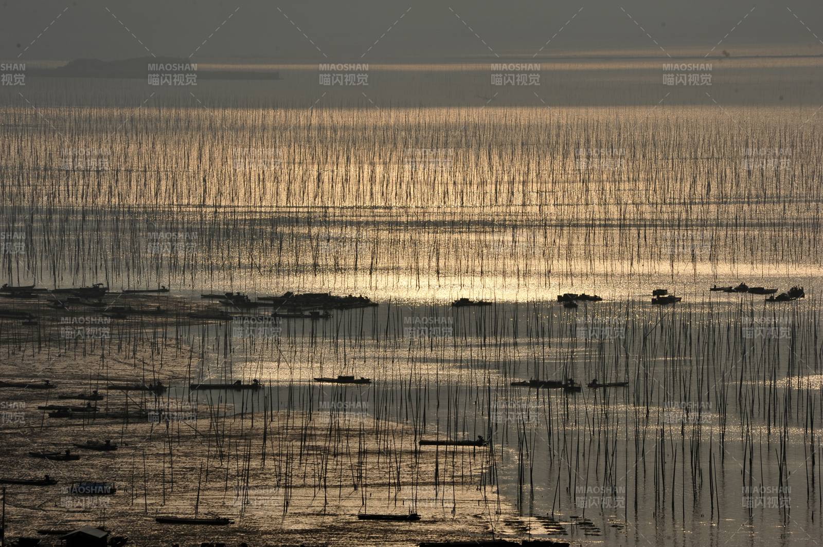 夕阳下的竹竿渔场图片