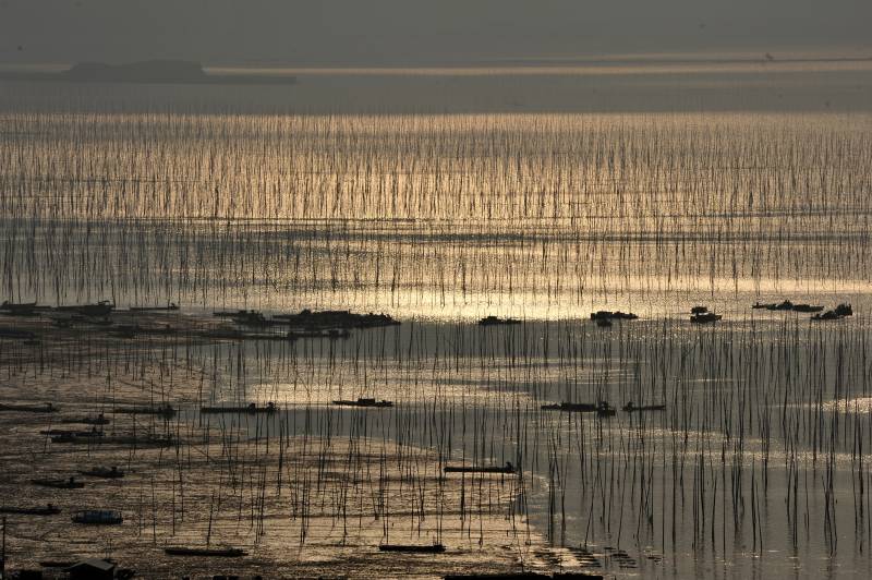 夕阳下的竹竿渔场图片