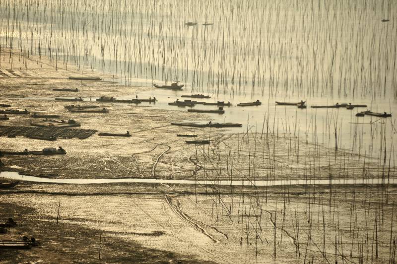 芦苇滩涂静谧景图片