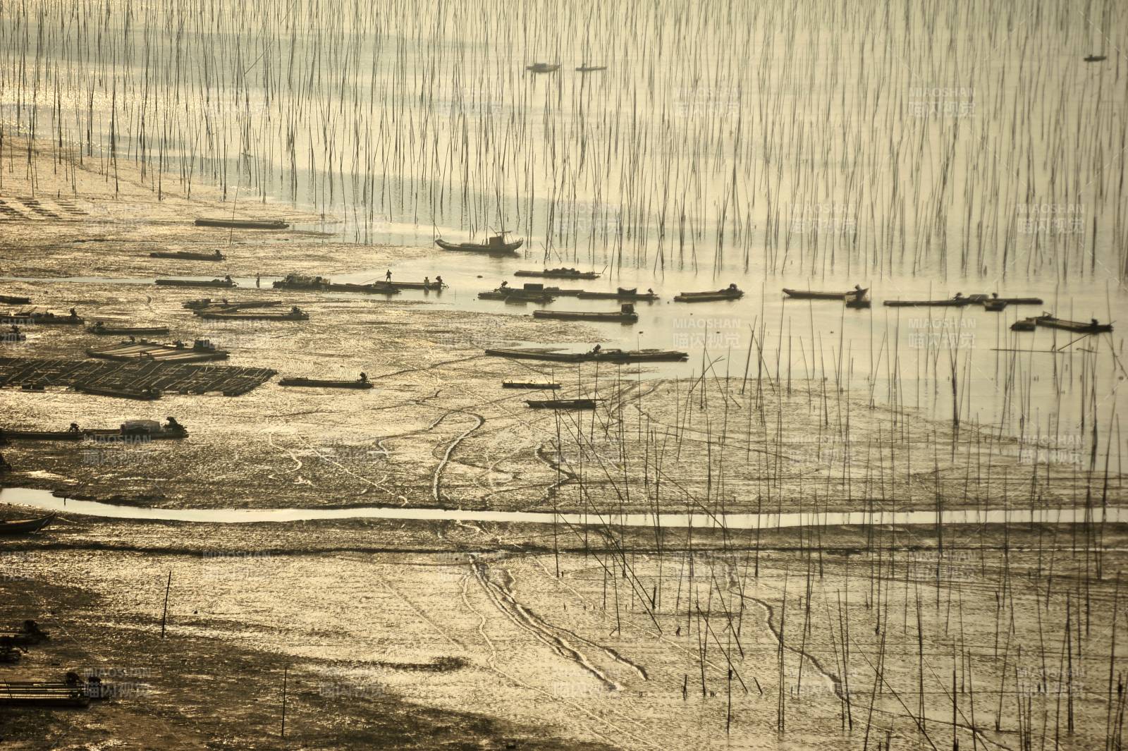 芦苇滩涂静谧景图片