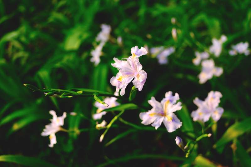 淡雅鸢尾花绽放图片