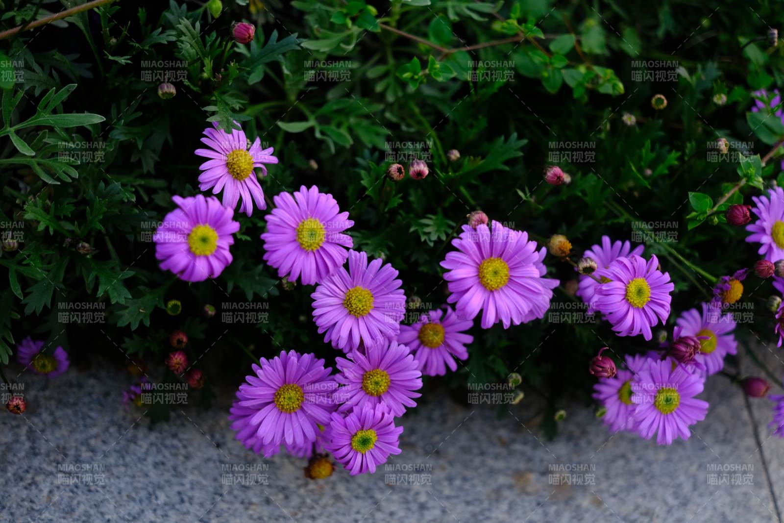 紫菊绽放花园图片