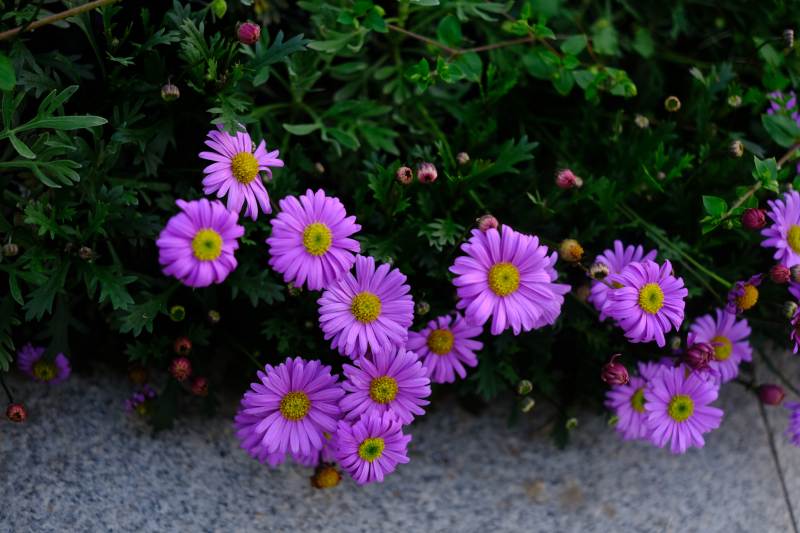 紫菊绽放花园图片