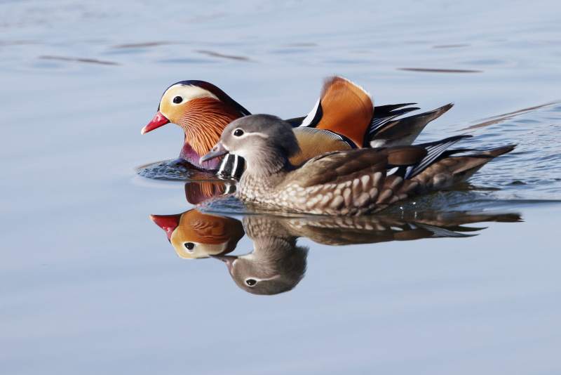 鸳鸯戏水镜中影图片