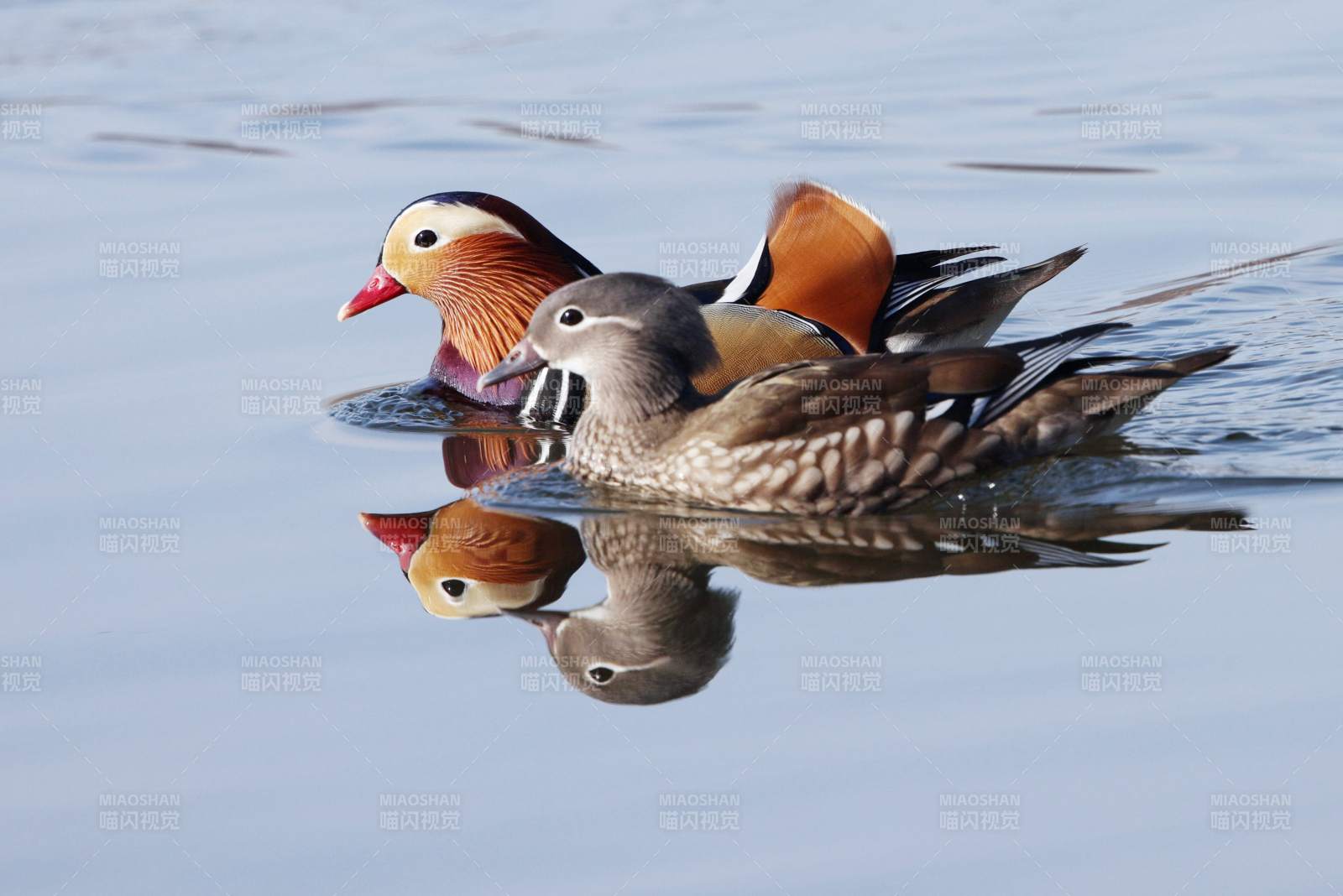 鸳鸯戏水镜中影图片