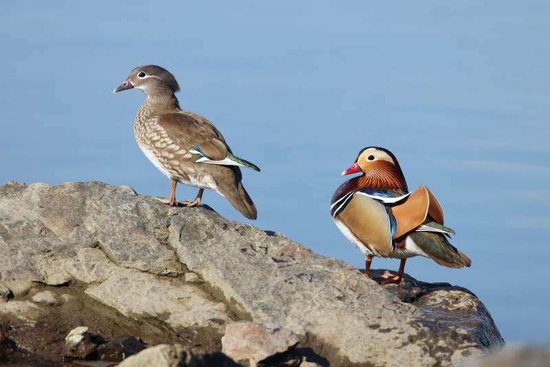 鸳鸯栖石畔图片