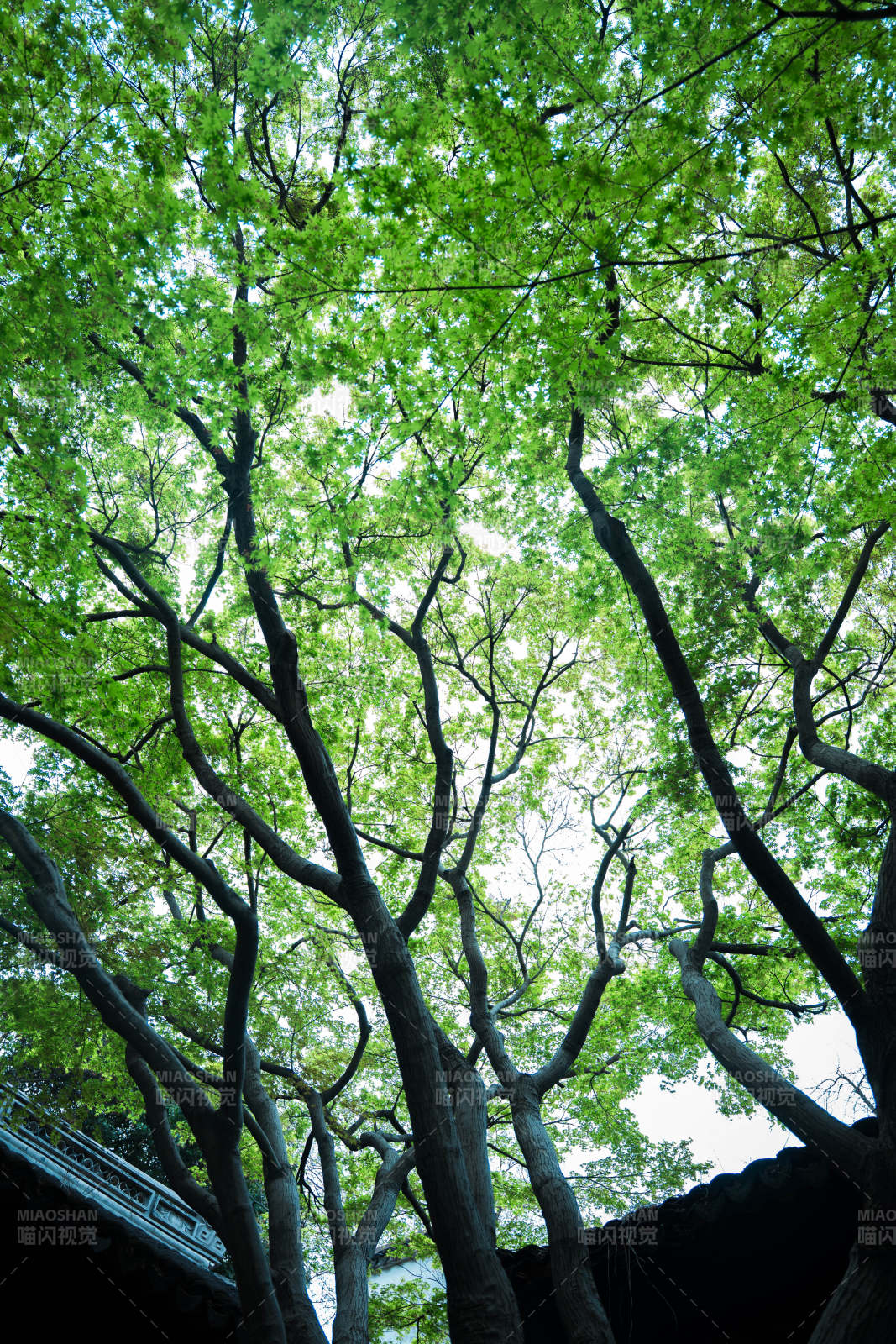 绿树成荫 枝叶交错图片