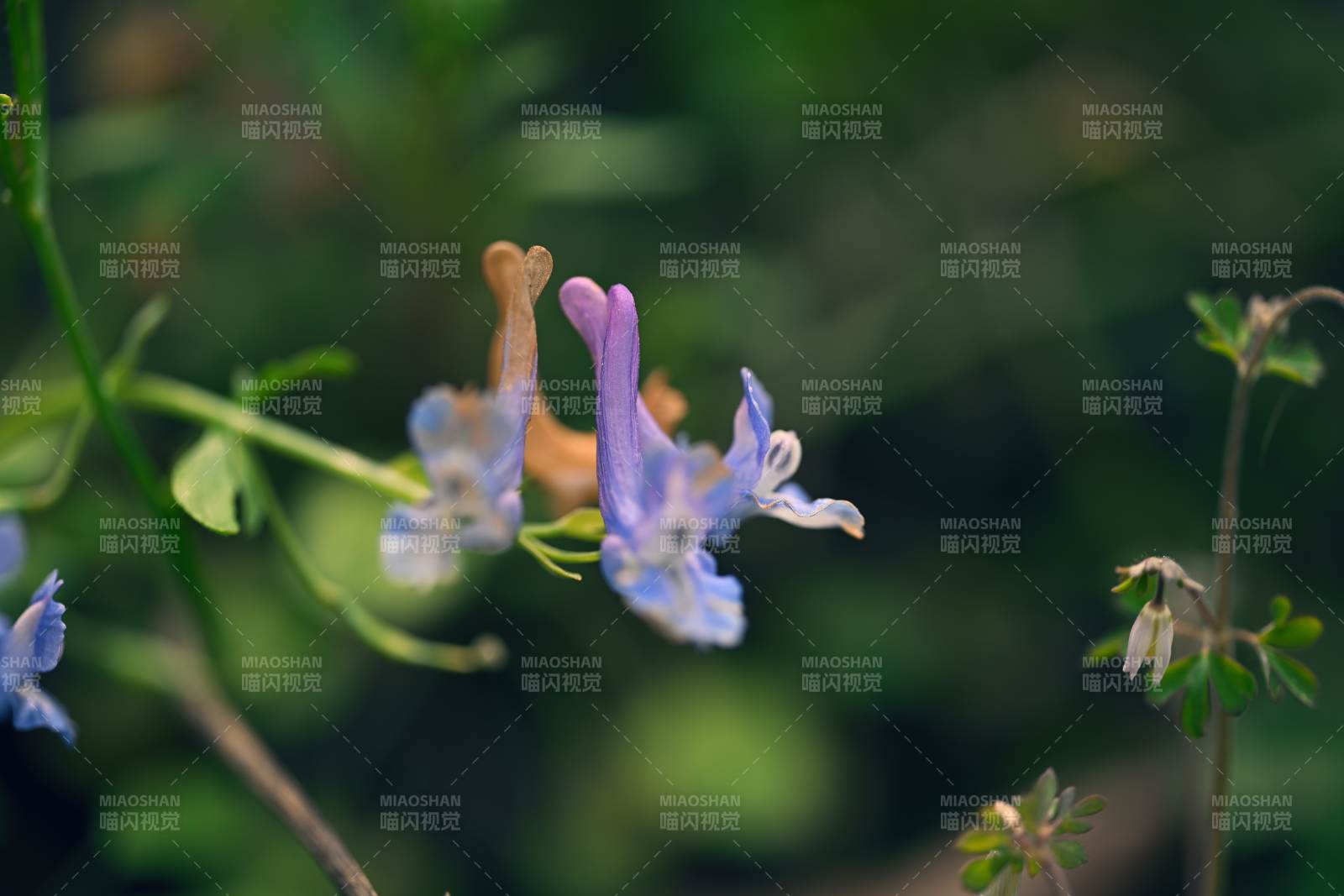 蓝花绽放绿意中图片