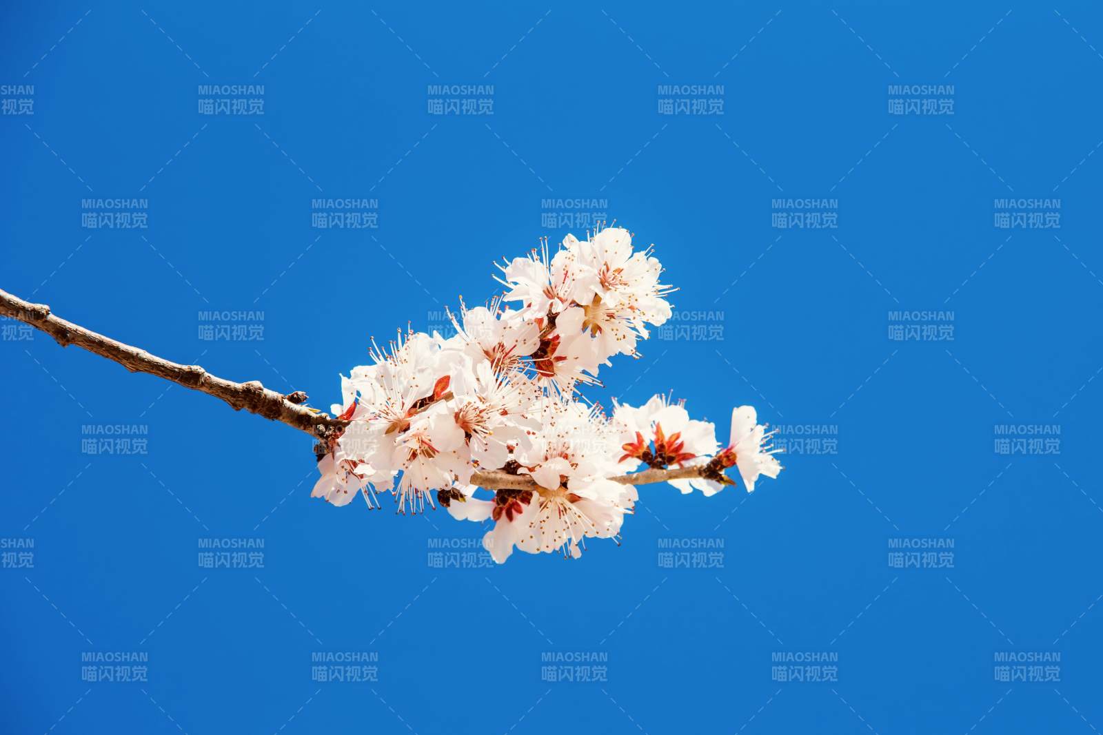 樱花绽放蓝天图片