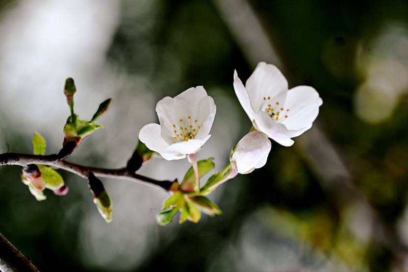 樱花绽放枝头图片