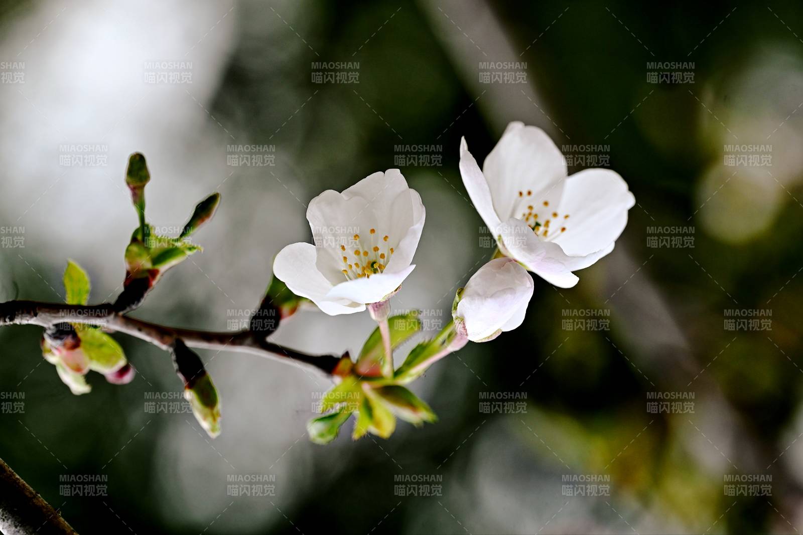樱花绽放枝头图片