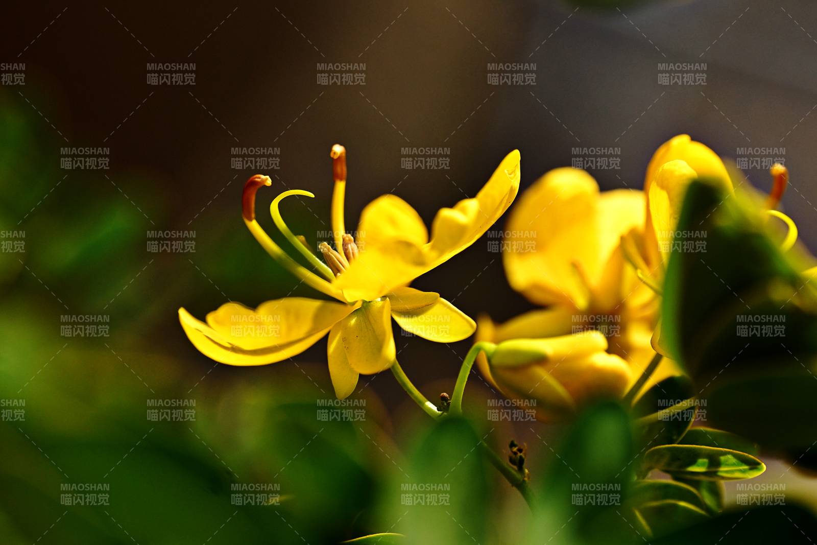 黄花绽放生机盎然图片