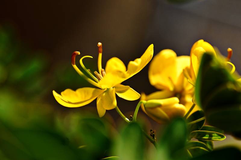 黄花绽放生机盎然图片