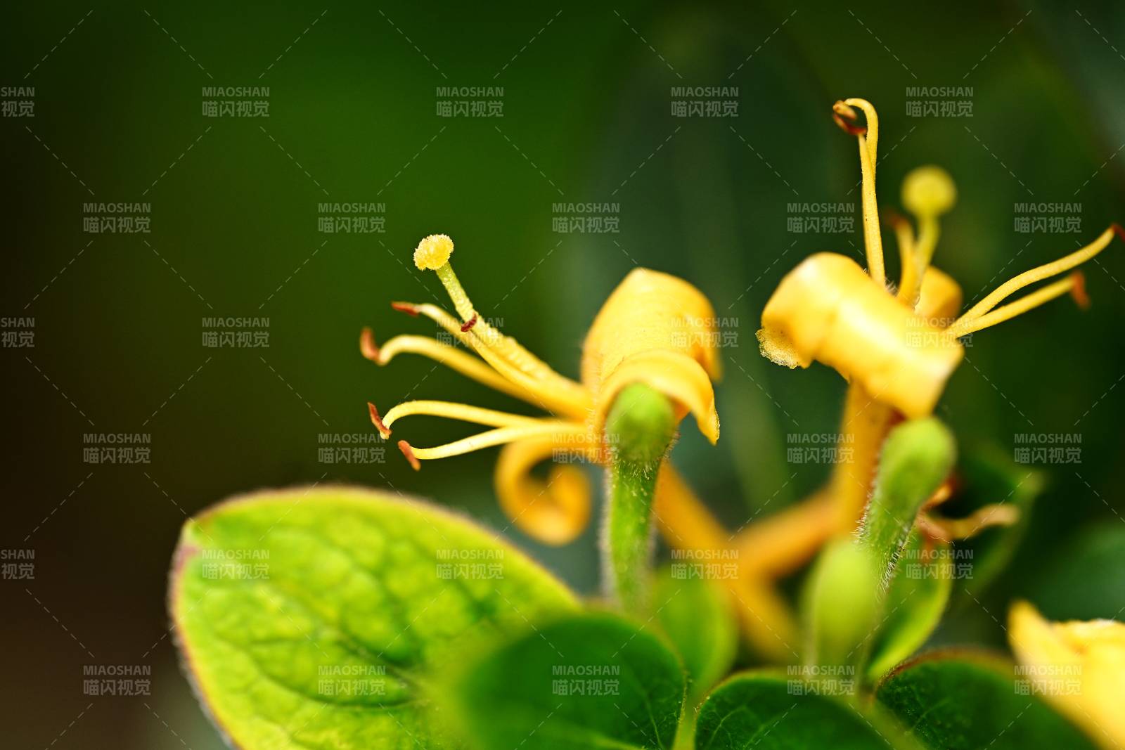 金银花绽放图片