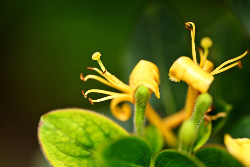 金银花绽放图片