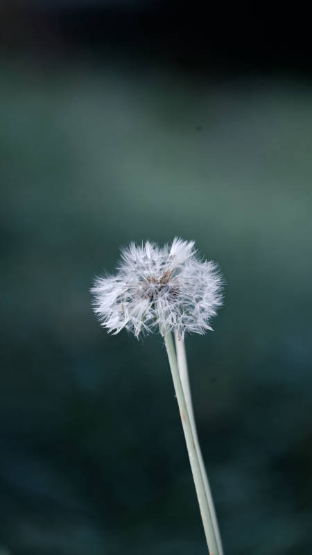 蒲公英的轻盈梦图片