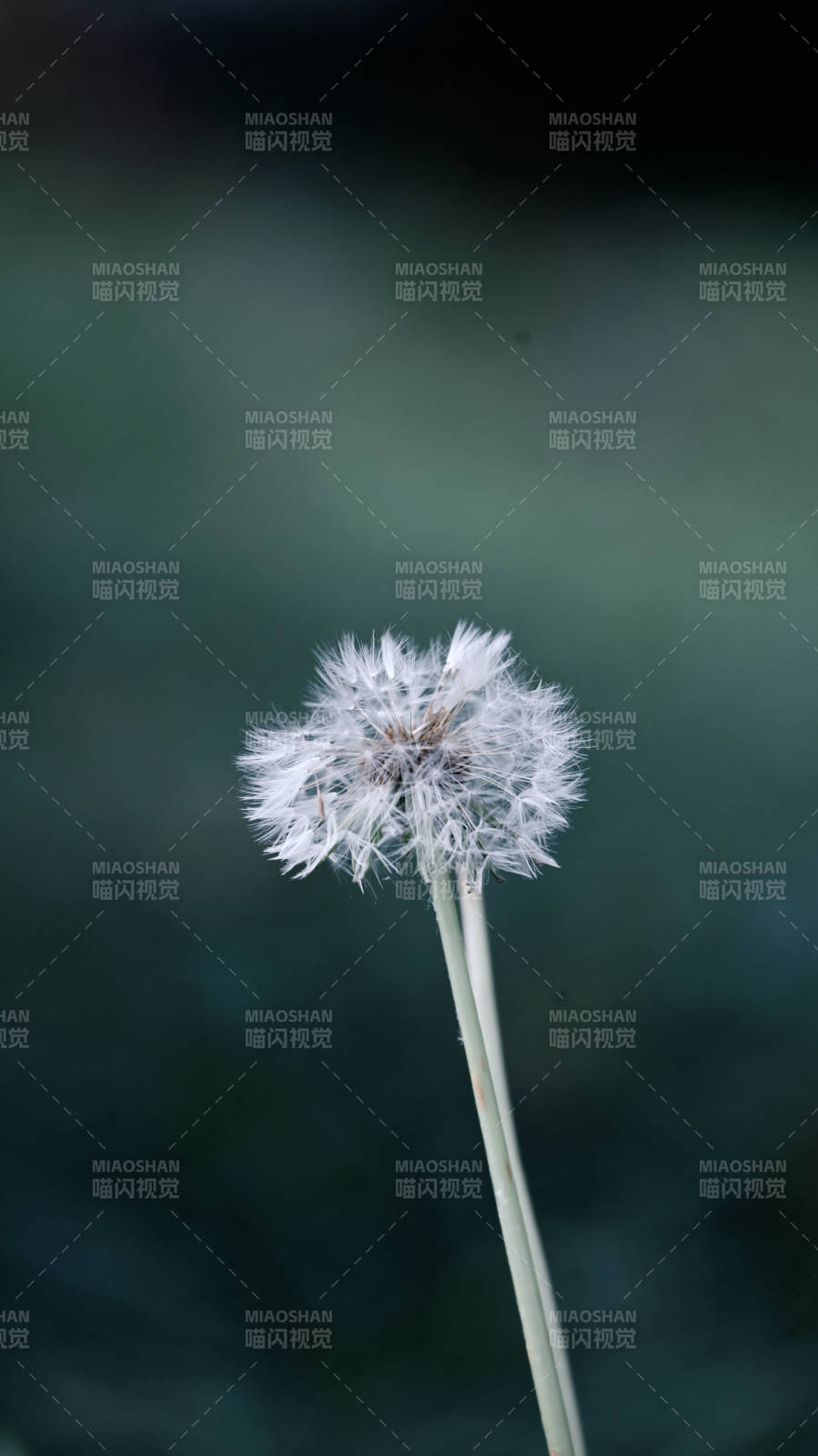 蒲公英的轻盈梦图片