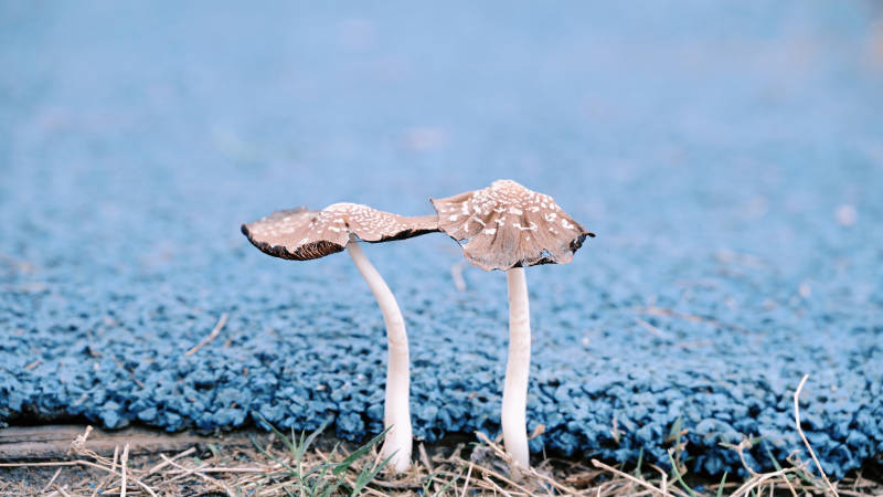 蓝毯上的双菇图片