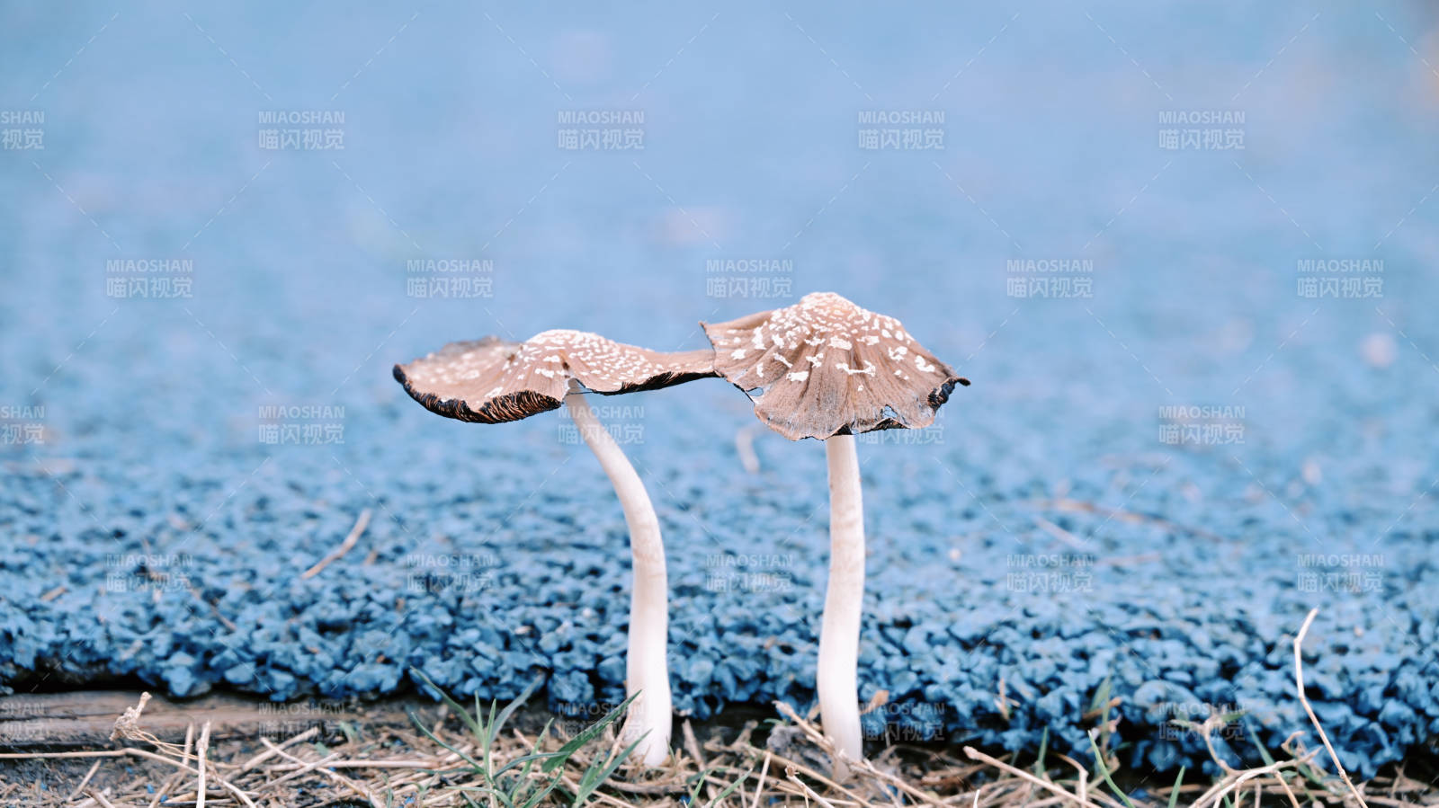 蓝毯上的双菇图片