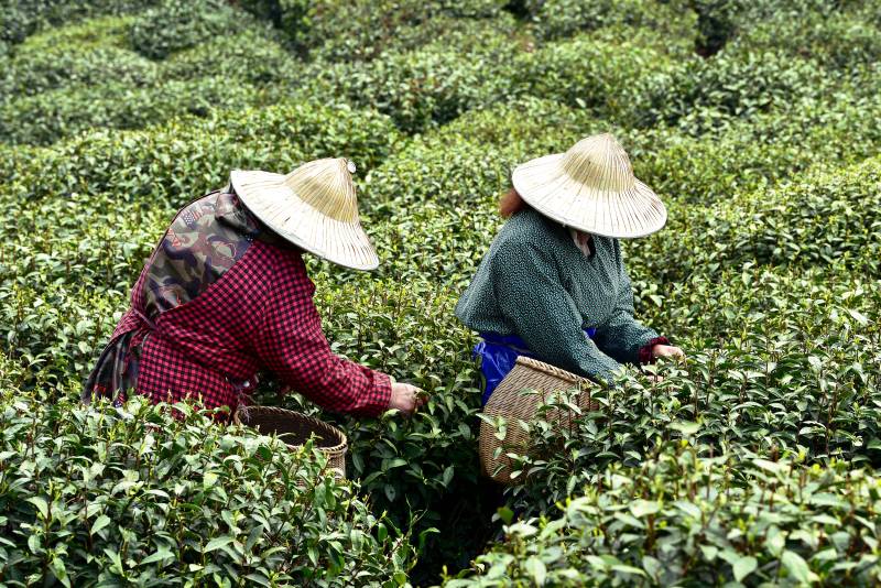 采茶女在茶园劳作图片