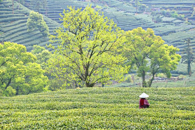 茶园春色图片