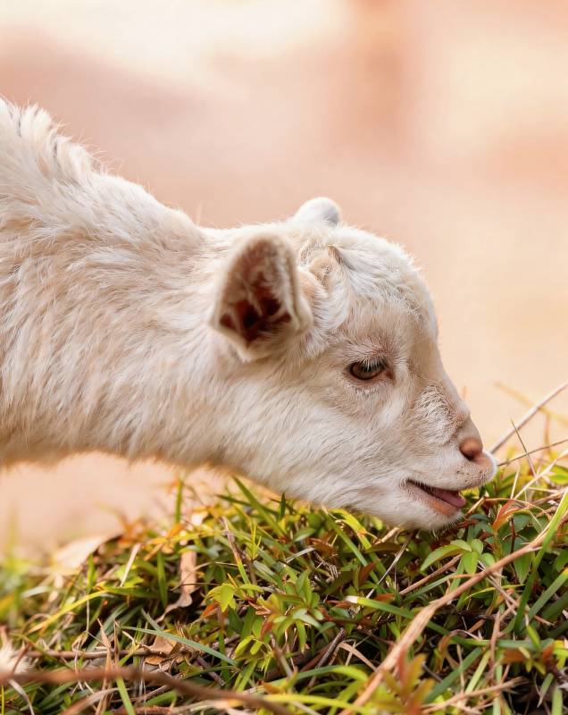 小羊羔吃草图片