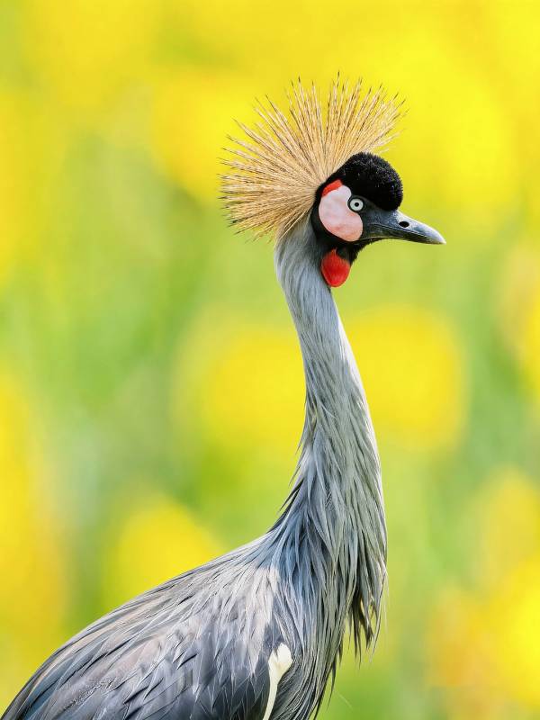 灰冠鹤侧影图片