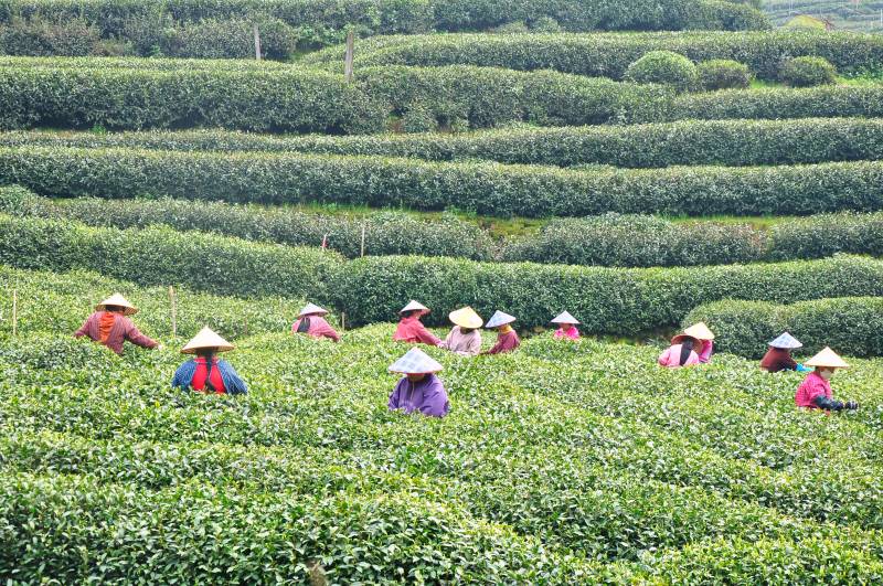 茶园采茶人图片