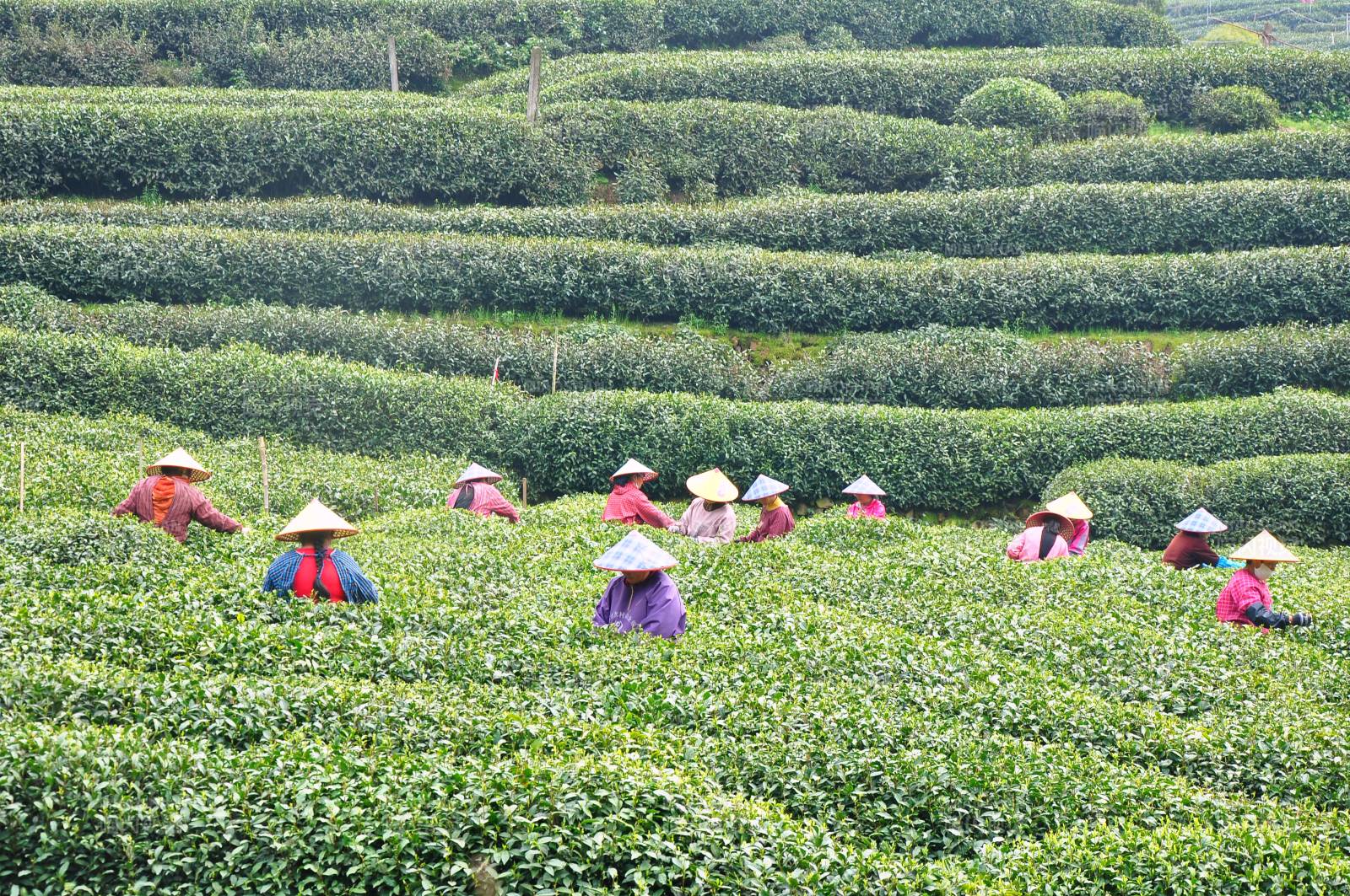 茶园采茶人图片