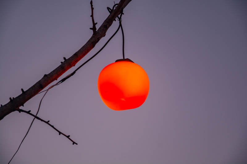 枝头红灯映暮色图片