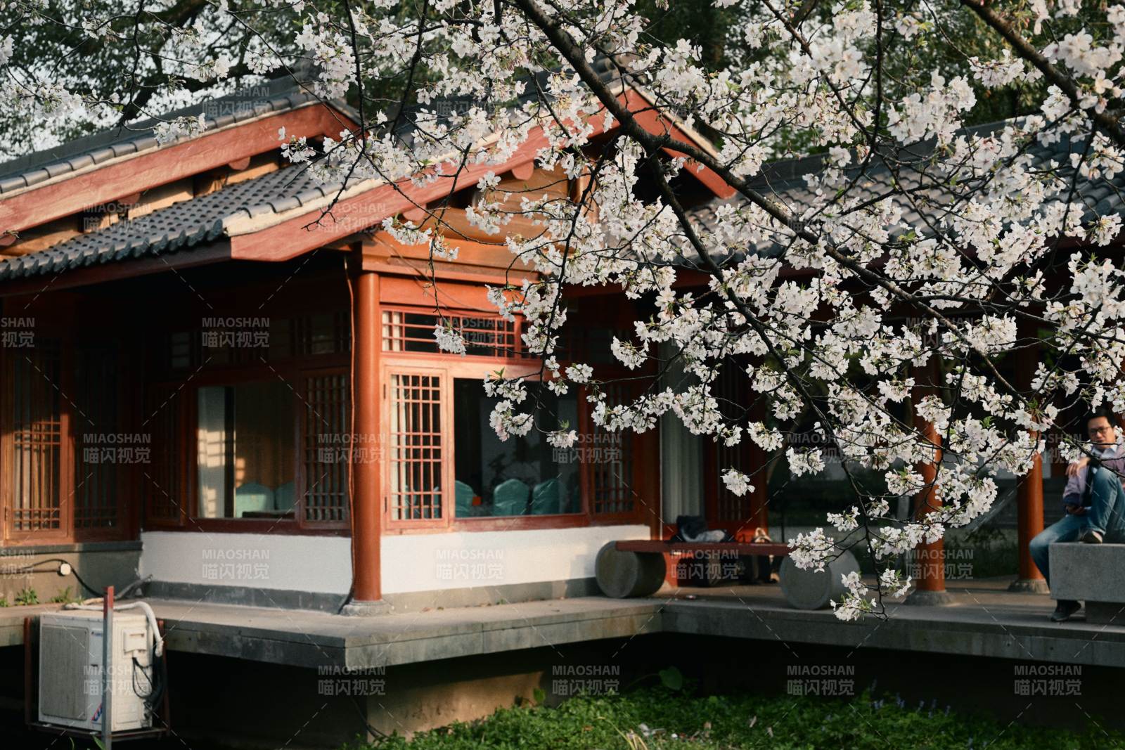 曲院风荷 樱花下的古亭图片