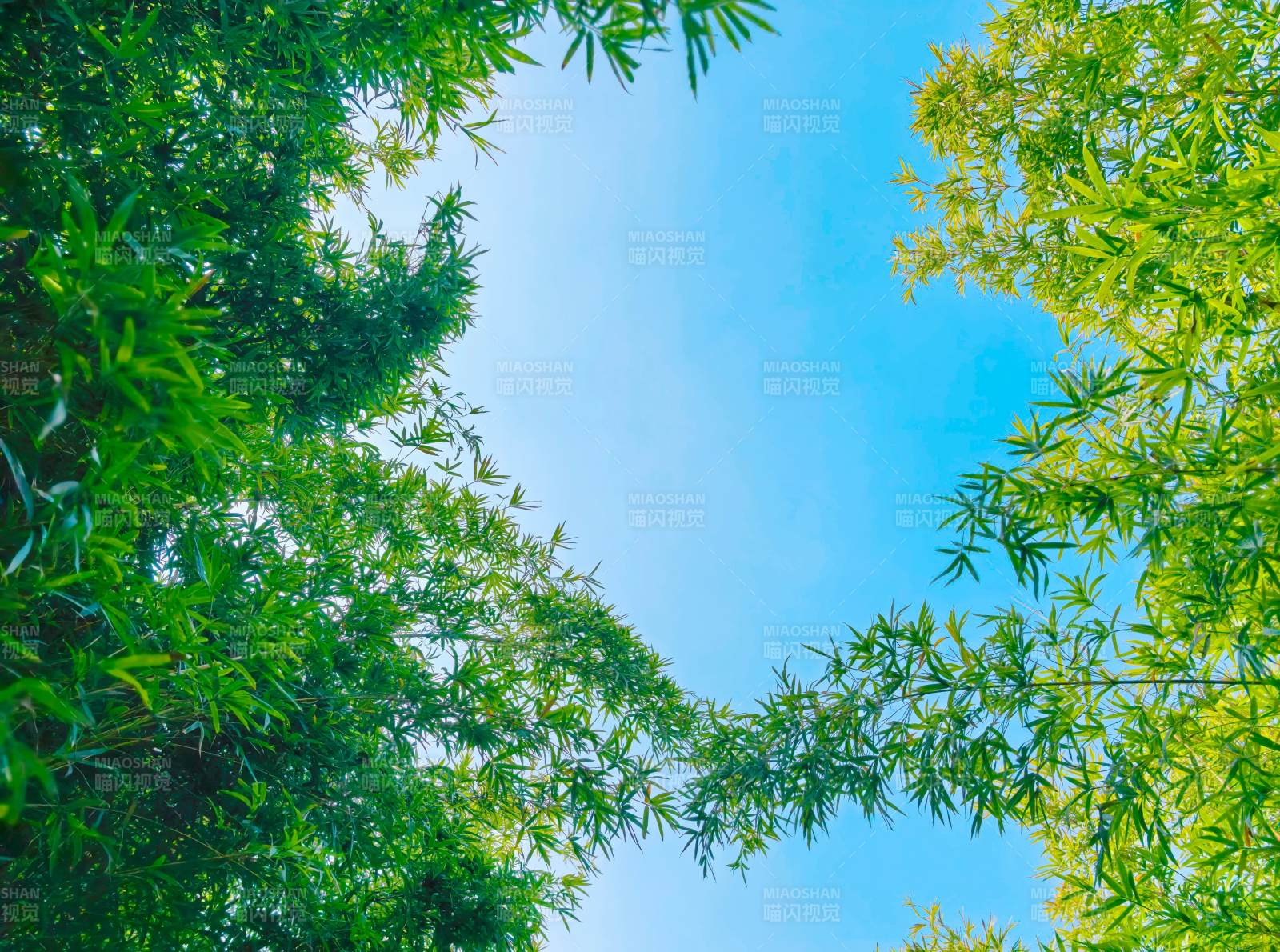 竹林仰望蓝天图片