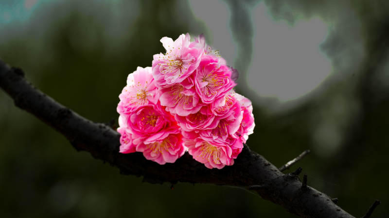 粉花枝头绽放图片