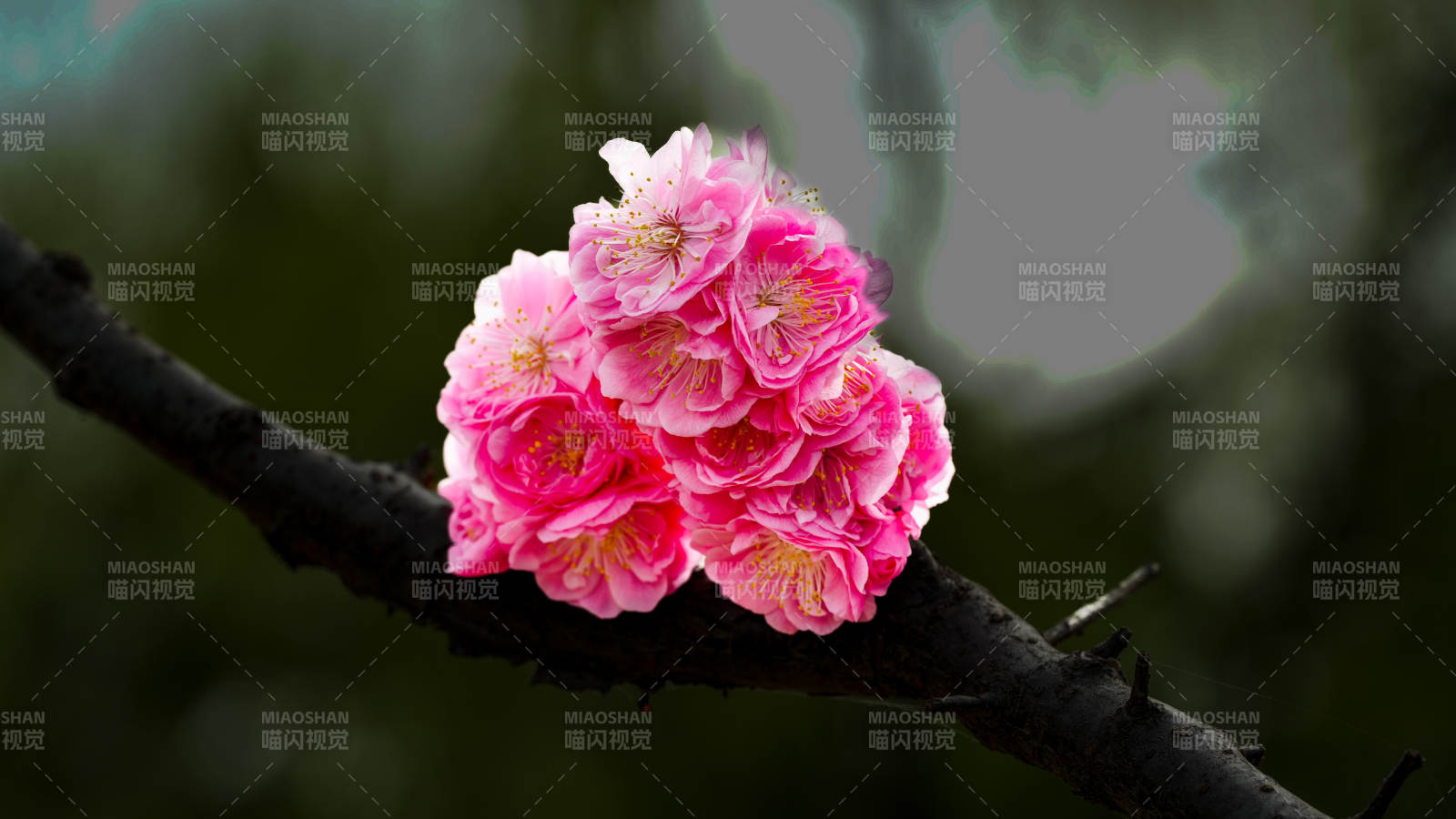 粉花枝头绽放图片