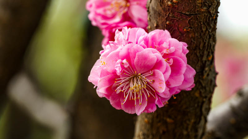 粉红梅花绽放枝头图片