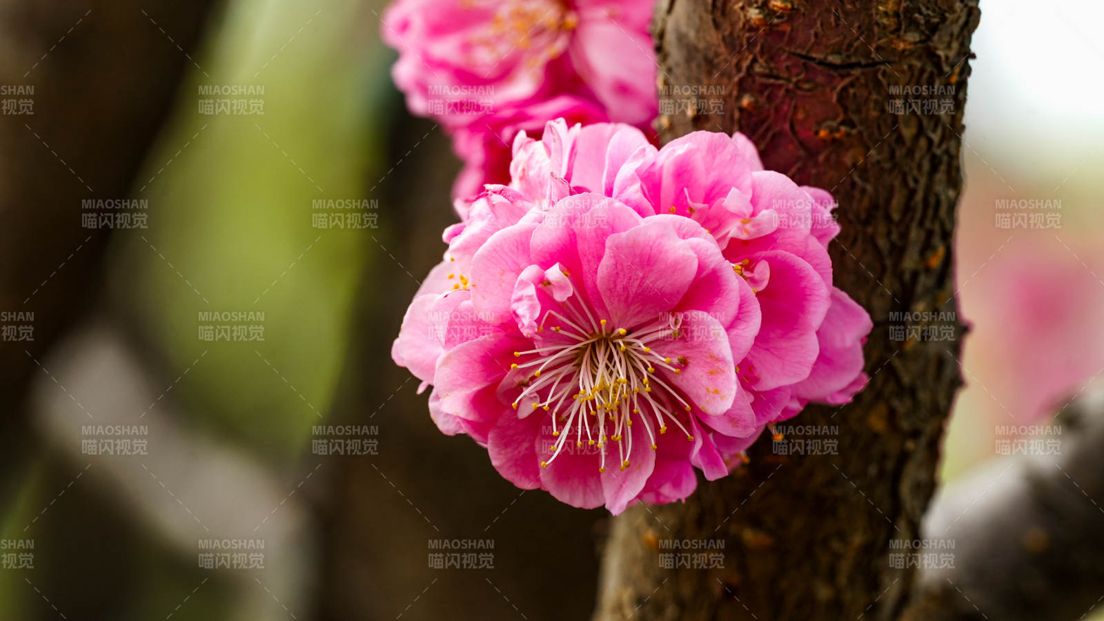 粉红梅花绽放枝头图片