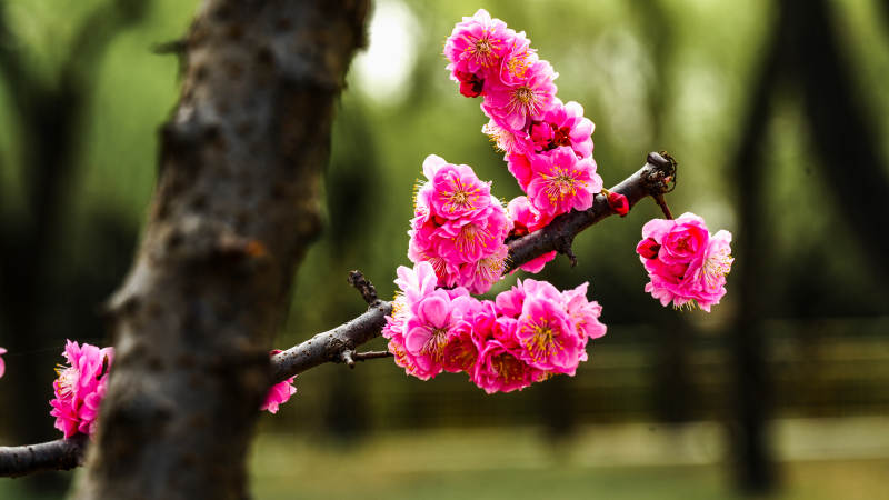 梅花绽放枝头图片