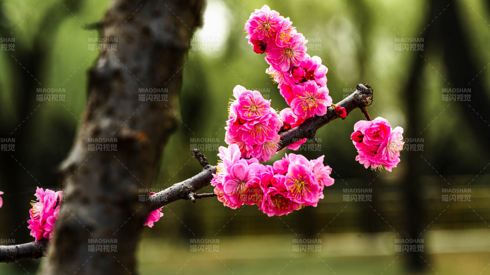 梅花绽放枝头图片