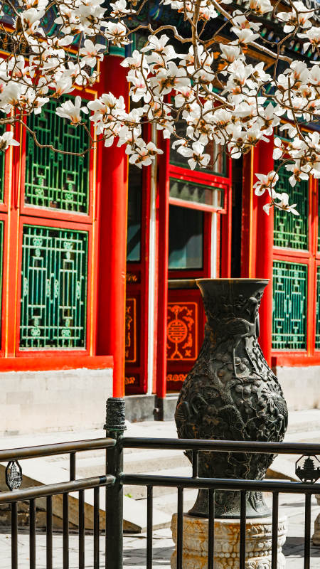 春日古韵花影图片