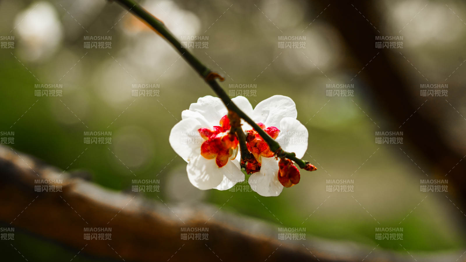 梅花绽放枝头图片