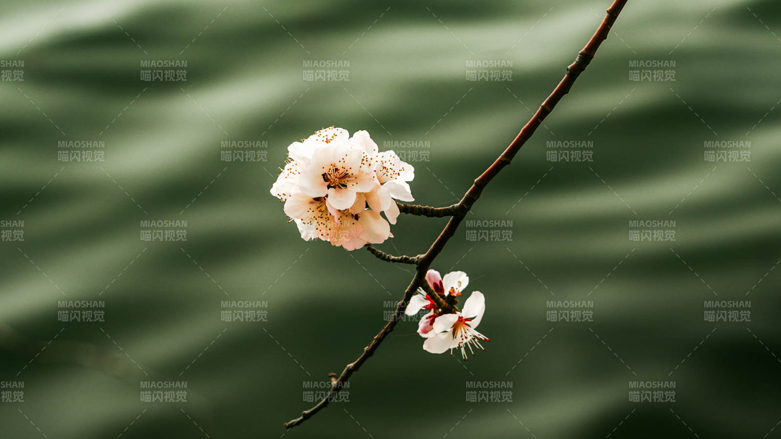 枝头梅花绽放图片