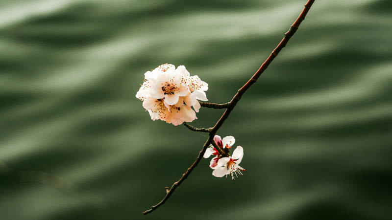 枝头梅花绽放图片