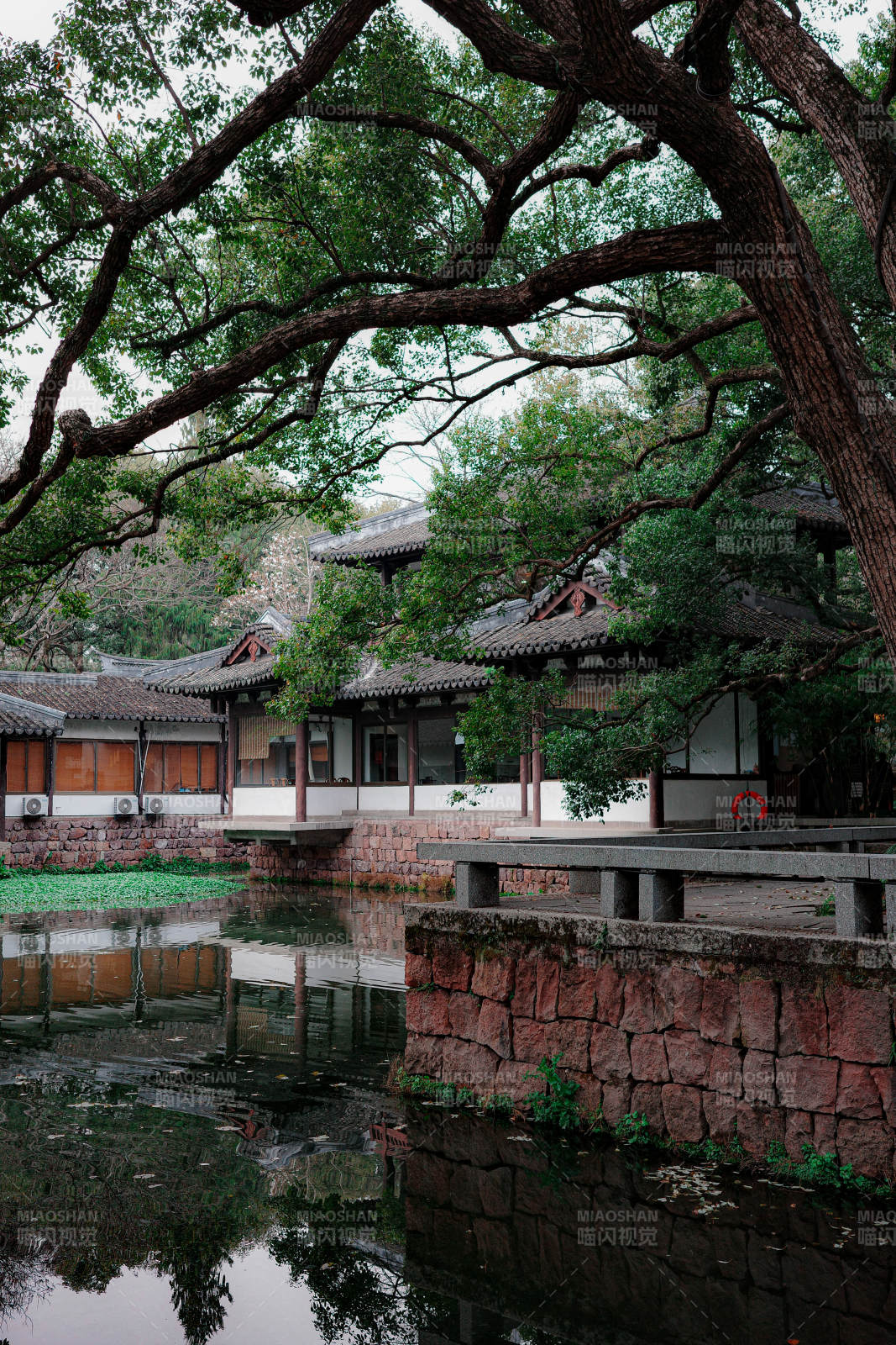 曲院风荷 古寺静水映树影图片