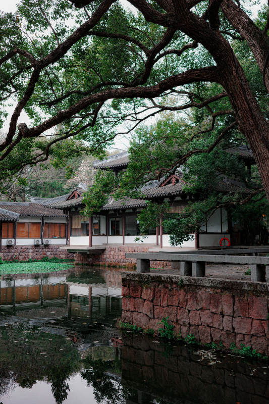 曲院风荷 古寺静水映树影图片