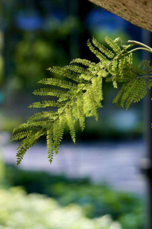 绿叶轻舞 生机盎然图片