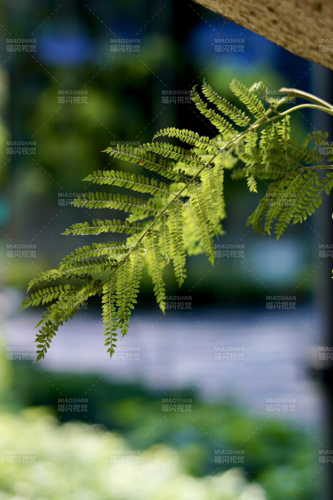 绿叶轻舞 生机盎然图片