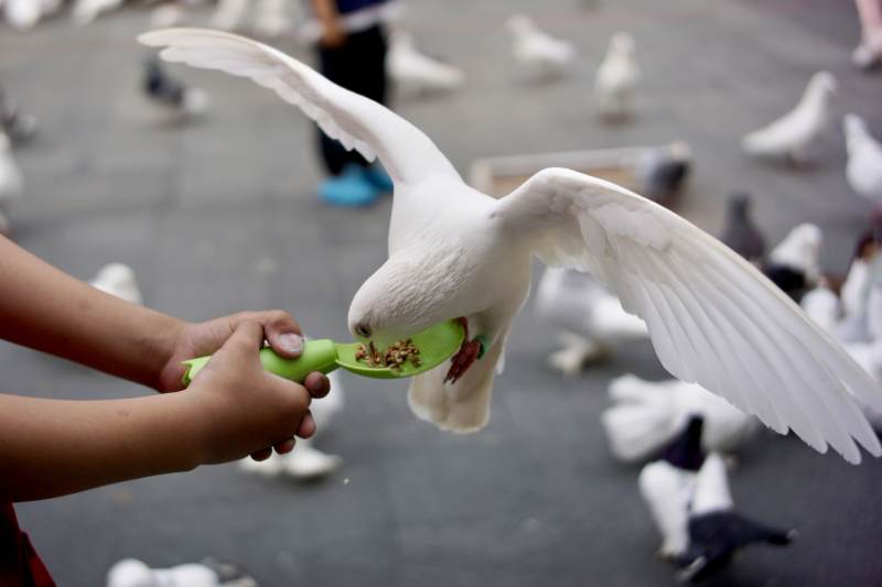喂鸽子的瞬间图片