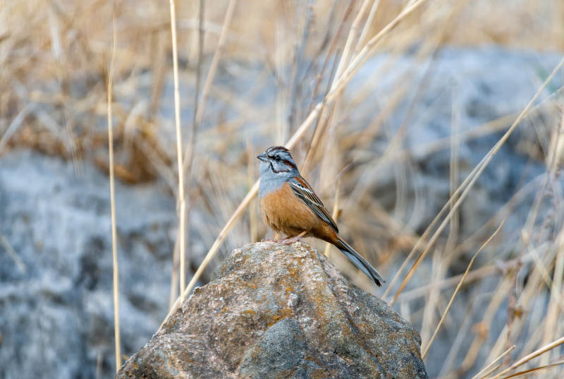 岩鹨栖息石上图片